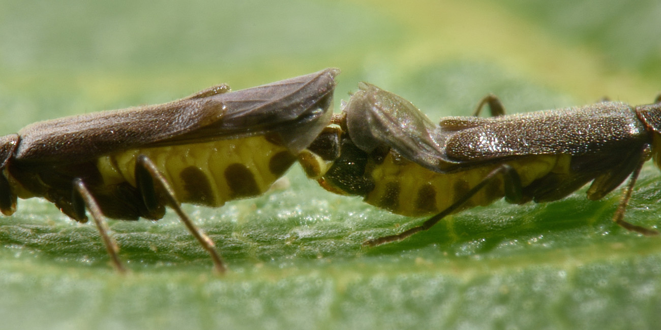 Cantharidae: quale Malthodes?  Malthodes parthenias